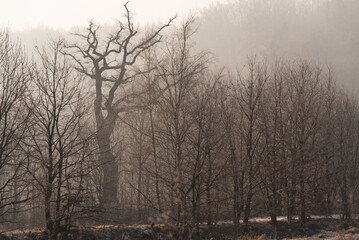 Zimowy krajobraz, drzewa w szronie, luty 2025, Czechowice Dziedzice.