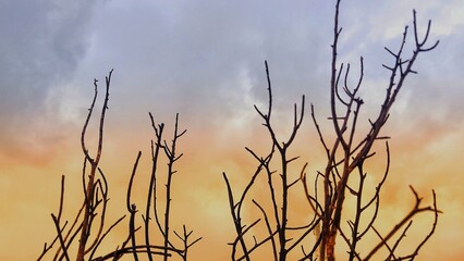 Obraz premium reeds in the morning