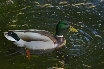 Stockente (Anas platyrhynchos)