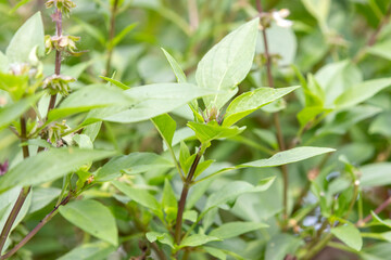 Ocimum basilicum. Thai basil