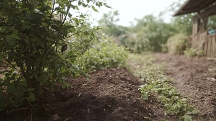 Cultivating Tranquility: A serene garden scene, with carefully tended soil and vibrant greenery, ready for growth under soft natural light.