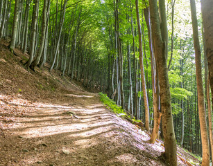 Beech Forest in the Carpathians: Summer Sunlit Woodland Path