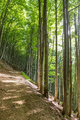 Beech Forest in the Carpathians: Summer Sunlit Woodland Path