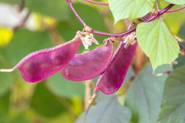 Hyacinth bean in the farm