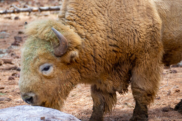 Fototapeta premium Portrait of White bison buffalo (Bison bison) in Bearizona Wildlife Park, Williams, Arizona USA