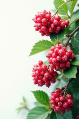 Fototapeta premium White background with viburnum berries in clusters, greenery, foliage