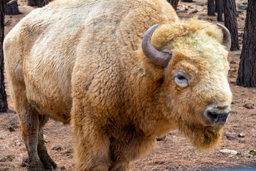 Fototapeta premium Portrait of White bison buffalo (Bison bison) in Bearizona Wildlife Park, Williams, Arizona USA