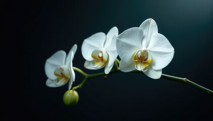 Fototapeta premium White orchid branch against the dark mysterious, shadow, mysterious, clean