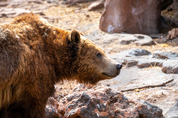 Fototapeta premium Portrait close up of grizzly bear (Ursus arctos horribilis) in Bearizona Wildlife Park, Williams, Arizona, USA