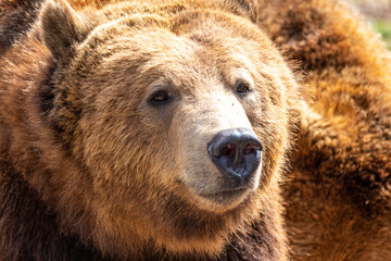 Obraz premium Portrait close up of grizzly bear (Ursus arctos horribilis) in Bearizona Wildlife Park, Williams, Arizona, USA