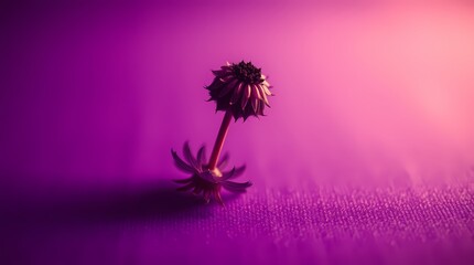 Purple Background with Blooming Wildflower	