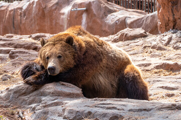 Obraz premium Grizzly bear resting on a rock(Ursus arctos horribilis) in Bearizona Wildlife Park, Williams, Arizona, USA