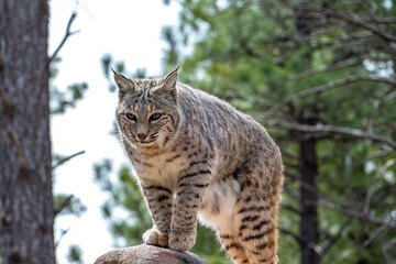 Bobcat (Lynx rufus) in Bearizona Wildlife Park Zoo, Williams, Arizona USA