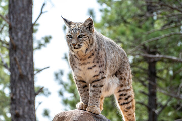 Bobcat (Lynx rufus) standing on a stone in Bearizona Wildlife Park Zoo, Williams, Arizona USA
