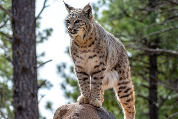 Bobcat (Lynx rufus) standing on a stone in Bearizona Wildlife Park Zoo, Williams, Arizona USA