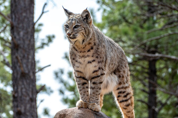 Bobcat (Lynx rufus) standing on a stone in Bearizona Wildlife Park Zoo, Williams, Arizona USA