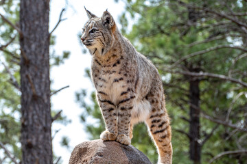 Bobcat (Lynx rufus) standing on a stone in Bearizona Wildlife Park Zoo, Williams, Arizona USA