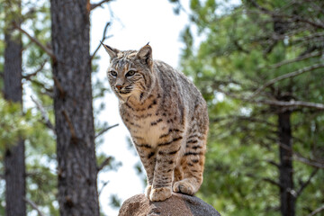 Bobcat (Lynx rufus) standing on a stone in Bearizona Wildlife Park Zoo, Williams, Arizona USA