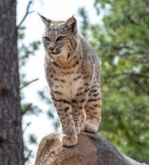 Bobcat (Lynx rufus) standing on a stone in Bearizona Wildlife Park Zoo, Williams, Arizona USA