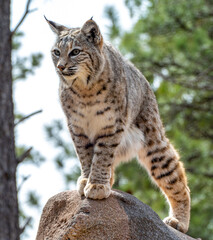 Bobcat (Lynx rufus) standing on a stone in Bearizona Wildlife Park Zoo, Williams, Arizona USA