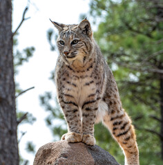 Bobcat (Lynx rufus) standing on a stone in Bearizona Wildlife Park Zoo, Williams, Arizona USA