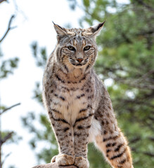 Bobcat (Lynx rufus) standing on a stone in Bearizona Wildlife Park Zoo, Williams, Arizona USA