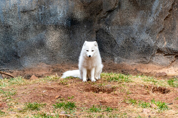 Artic fox (Vulpes lagopus) in Bearizona Wildlife Park, USA