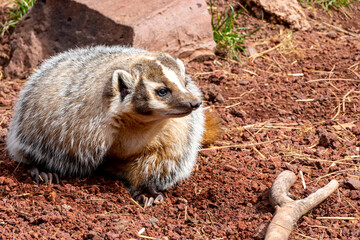 american badger (Taxidea taxus) close up in Bearizona wildlife park, Williams Arizona, USA