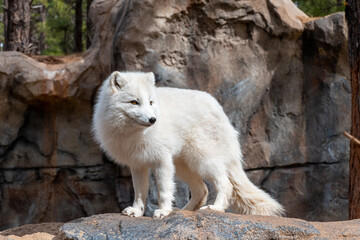 Artic fox (Vulpes lagopus) in Bearizona Wildlife Park, USA