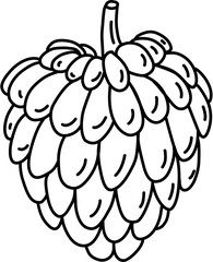 Fruit. Hand drawn vector isolated doodle. Cherimoya 