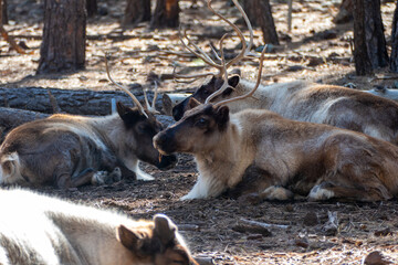 Herd of Caribou (Reindeer) (Rangifer tarandus) in Bearizona Wildlife Park, Williams, Arizona USA
