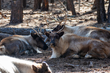 Herd of Caribou (Reindeer) (Rangifer tarandus) in Bearizona Wildlife Park, Williams, Arizona USA