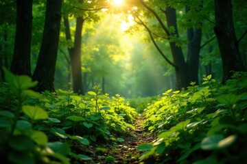 Fototapeta premium Dense foliage with sunlight filtering through, woodland plants, sunlight filtering