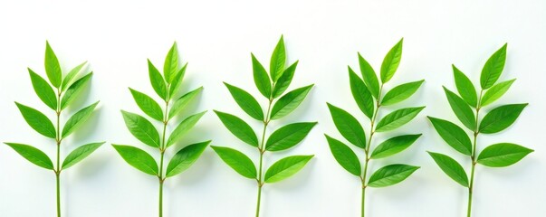 Obraz premium A row of long and slender green leaves against a stark white surface, botanical, simple