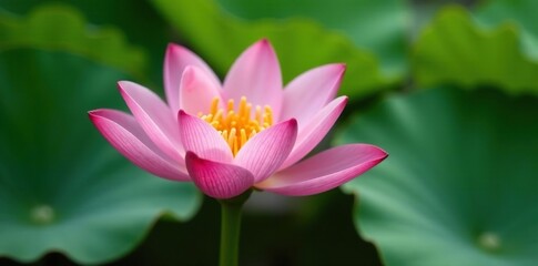 Obraz premium Water lily like flower with soft green stem and delicate petals, plant, lush