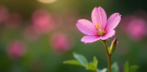 Fototapeta premium Pink Evening Primrose stem with tiny white flowers in the garden, garden stems, pink flowers, flowers