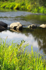 Tranquil River Scene with Stones and Lush Greenery in Summer