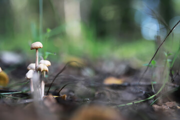 Cluster of Mushrooms Growing on Forest Floor with Blurred Background of Green Foliage