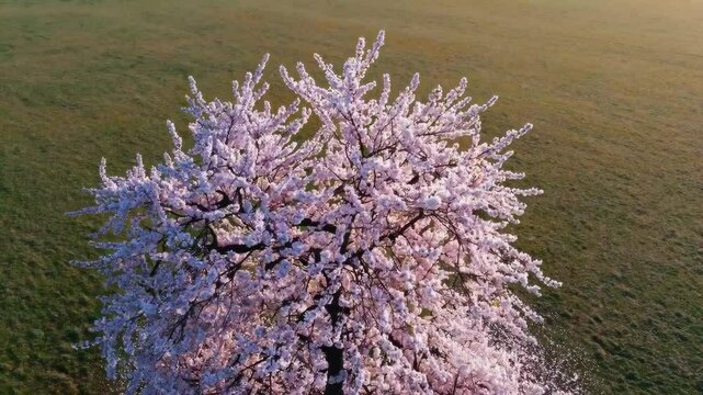An aerial view of a fully bloomed cherry blossom row with no people.