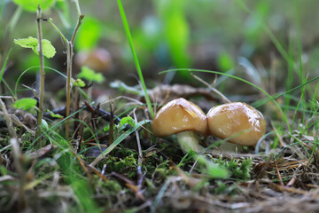 Close-Up of Two Mushrooms in a Vibrant Forest Floor with Green Foliage and Mossy Ground