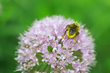 Bee on Pink Allium Flower Macro Close-Up with Blurred Green Background