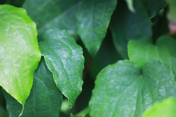 Close-Up of Lush Green Leaves with Detailed Veins in a Natural Garden Setting