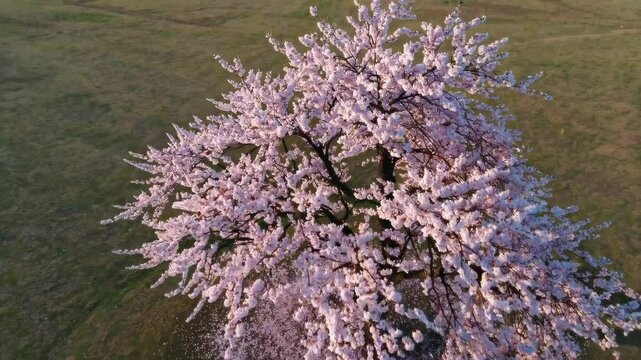 An aerial view of a fully bloomed cherry blossom row with no people.