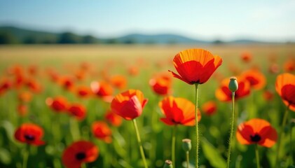 Colorful red poppy blooms on the ground in a field, flowers, harvest