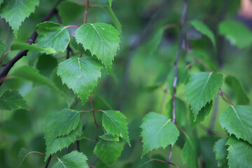 Close-Up of Fresh Green Birch Leaves on Tree Branches in Springtime Forest