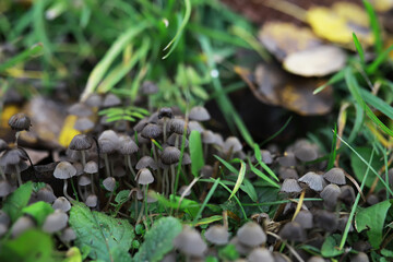 Cluster of Wild Mushrooms in Lush Green Foliage - Nature Photography