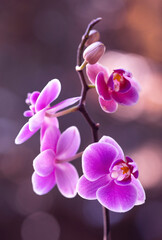 Fioletowe kwiaty Storczyków - Orchidea. © mycatherina