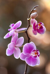 Fioletowe kwiaty Storczyków - Orchidea. © mycatherina