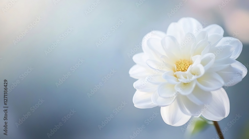 Poster delicate and elegant closeup of a pure white flower with soft petals against a gentle background : g