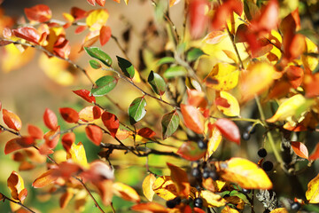 Vibrant Autumn Foliage with Red, Orange, and Yellow Leaves on a Bush